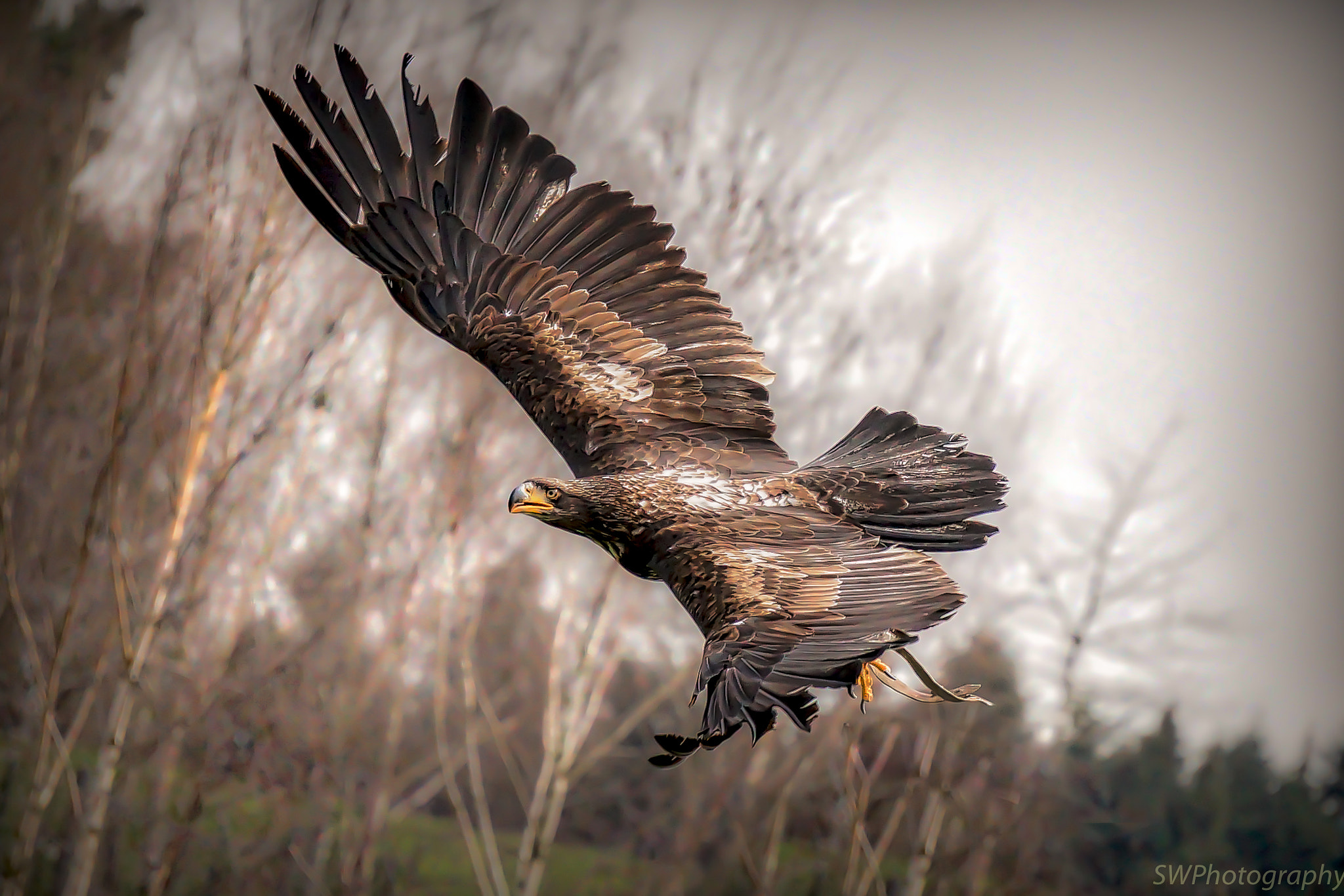 Sony E 55-210mm F4.5-6.3 OSS sample photo. Young bald eagle in flight ... photography