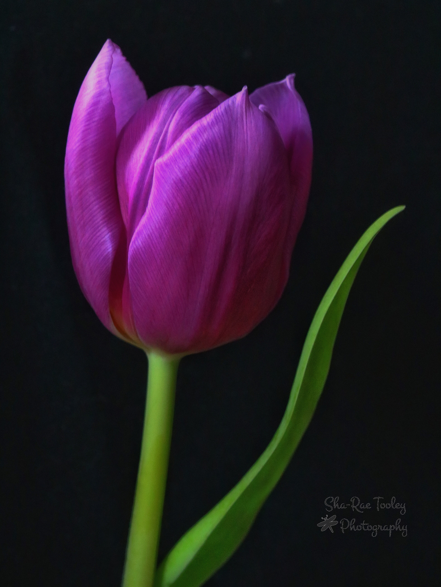 Canon EF-S 60mm F2.8 Macro USM sample photo. "where flowers bloom, so does hope" ~ lady bird johnson photography