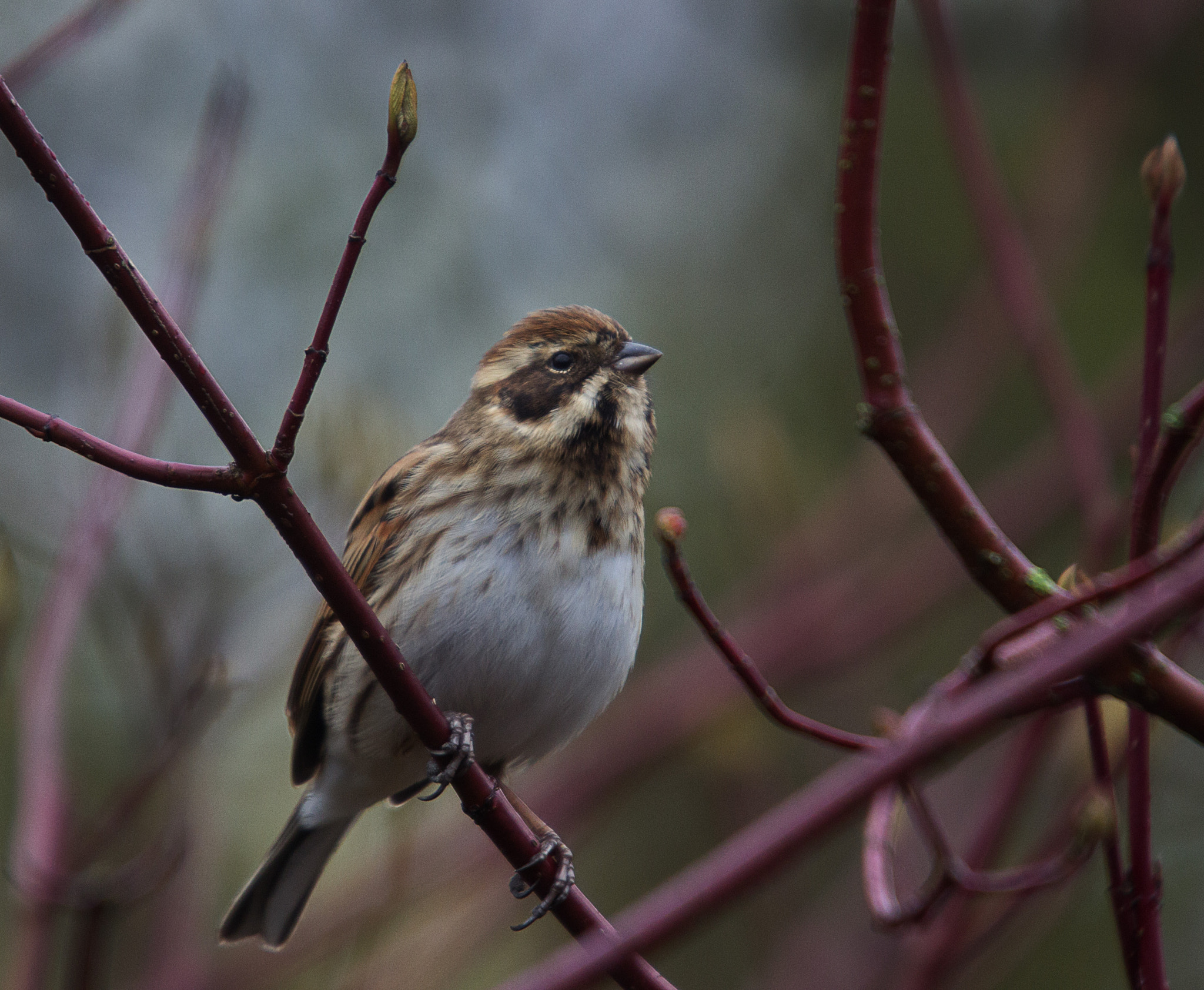 Sigma 50-500mm f/4-6.3 APO HSM EX sample photo. Reed bunting female photography