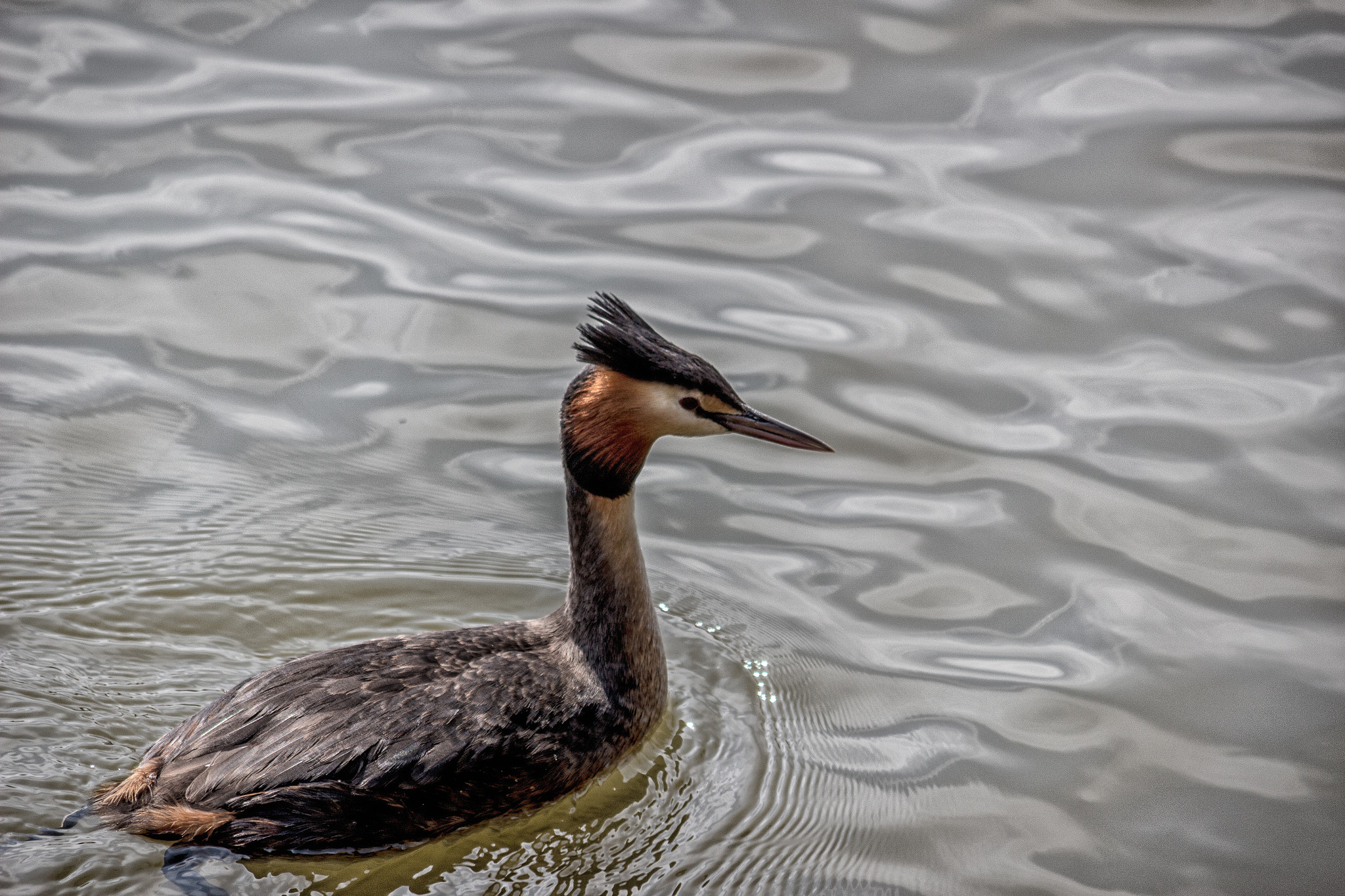 Canon EF-S 55-250mm F4-5.6 IS sample photo. The swim photography