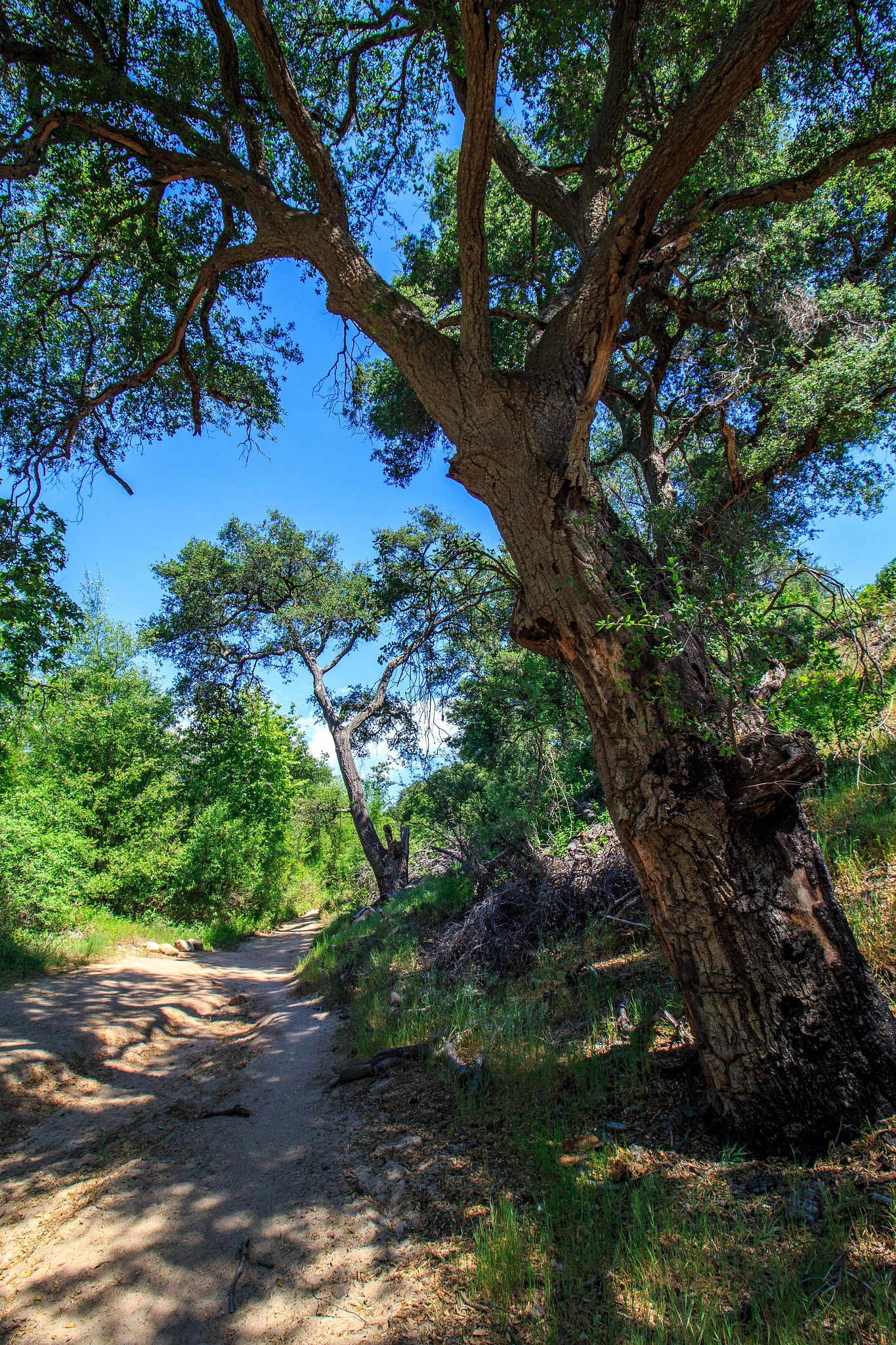 Canon EF-S 10-18mm F4.5–5.6 IS STM sample photo. Two trees photography
