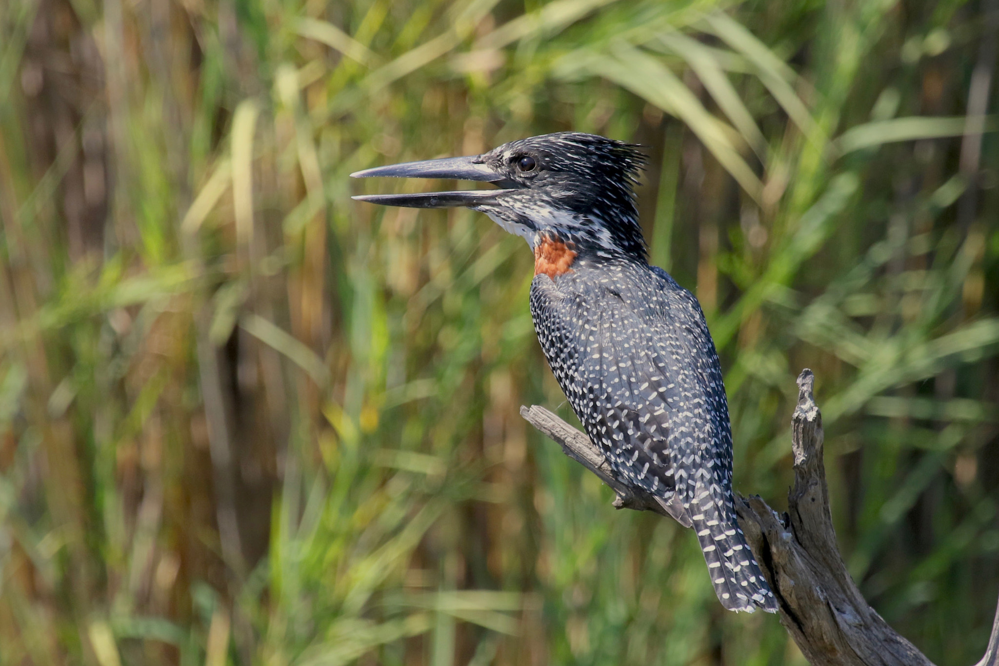 Canon EF 100-400mm F4.5-5.6L IS USM sample photo. Giant kingfisher....kruger national park photography