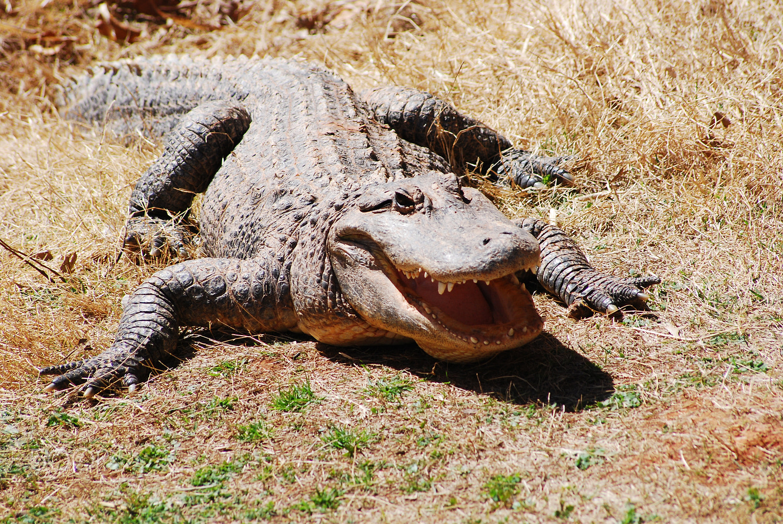 Sigma 70-300mm F4-5.6 APO DG Macro sample photo. Alligator photography