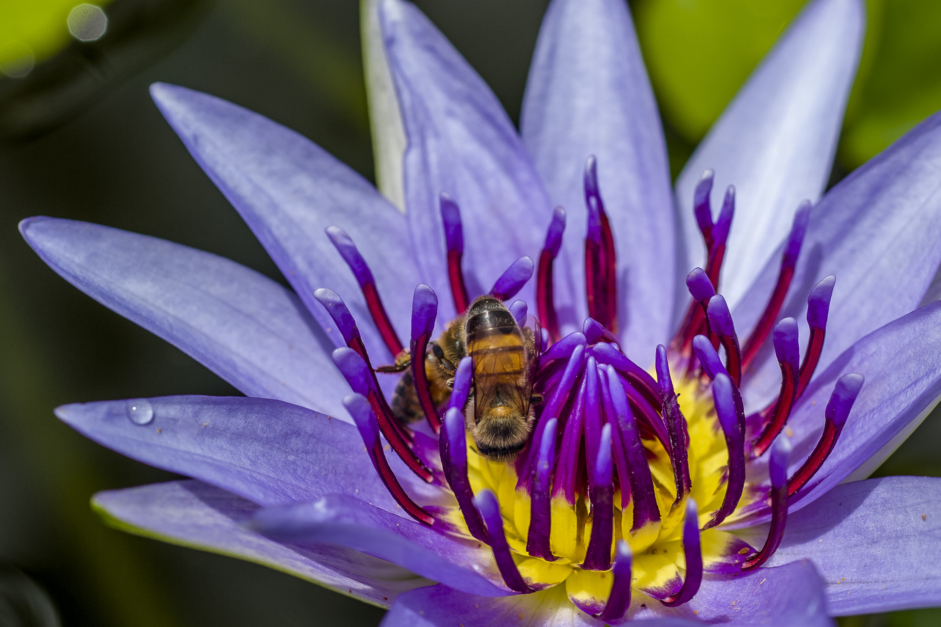Pentax K10D sample photo. Bee in waterlily photography