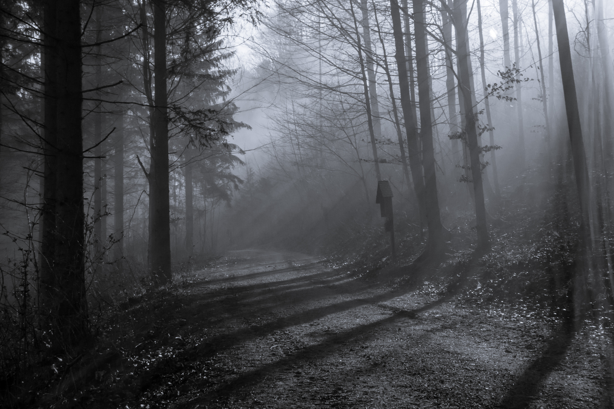 Olympus OM-D E-M5 + Olympus M.Zuiko Digital 25mm F1.8 sample photo. A creepy walk in the woods photography
