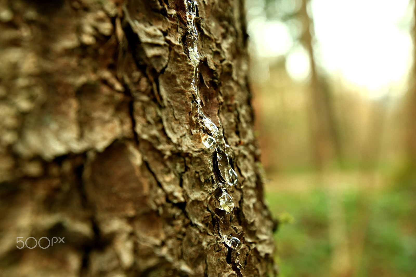 Canon EOS 750D (EOS Rebel T6i / EOS Kiss X8i) sample photo. Baumhartz photography