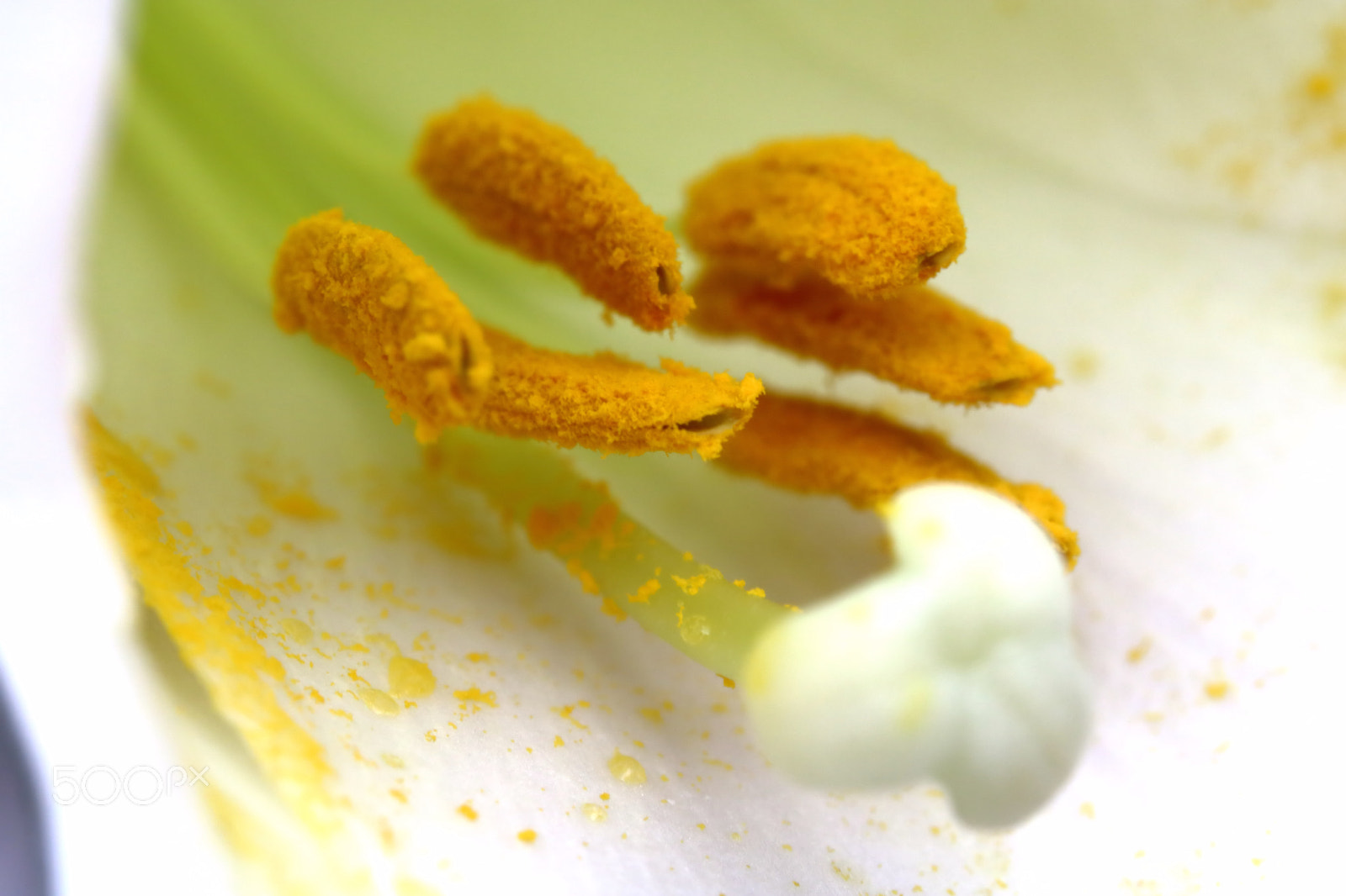 Canon EOS 760D (EOS Rebel T6s / EOS 8000D) sample photo. Lillies photography