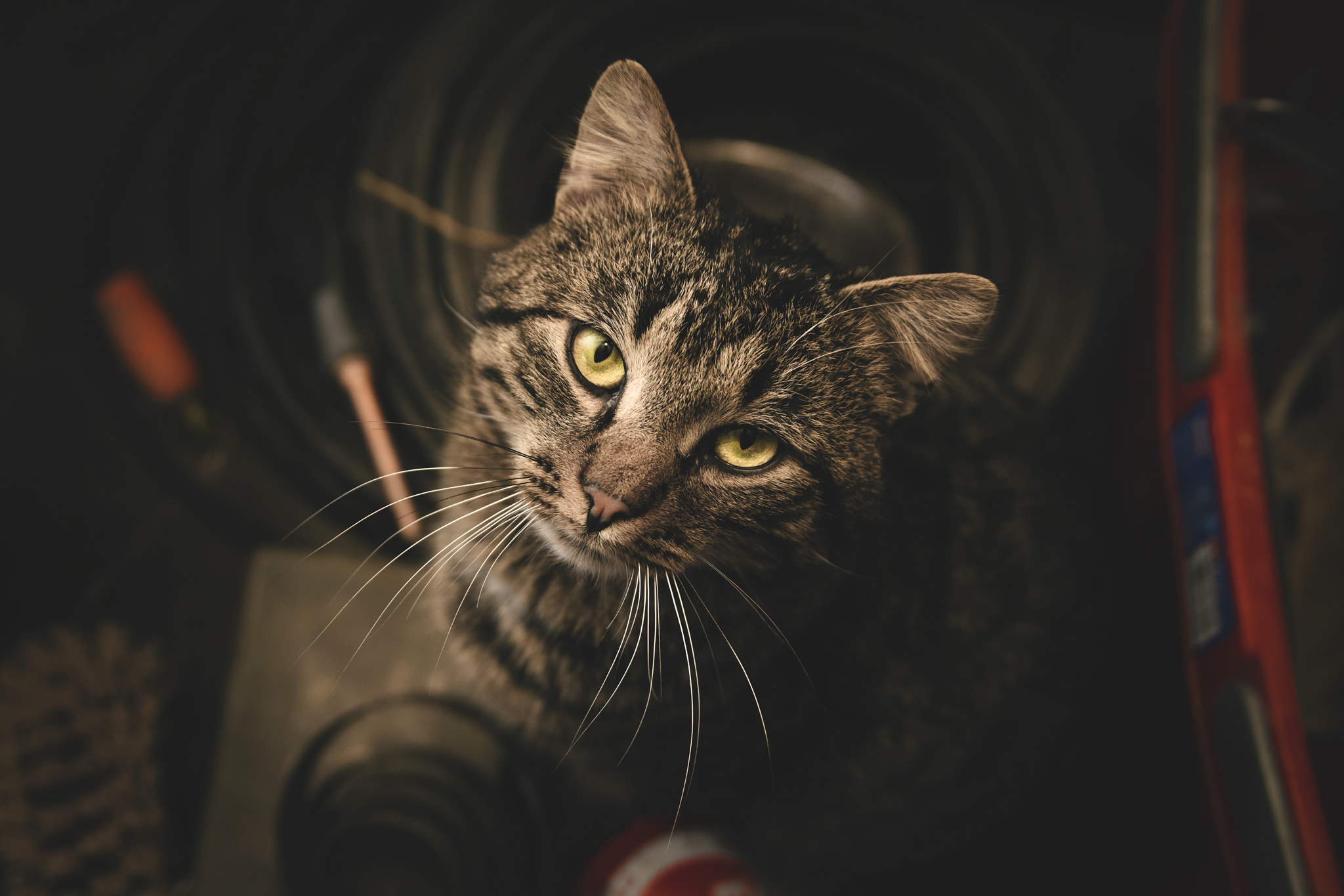 Nikon D5300 + Tamron AF 28-75mm F2.8 XR Di LD Aspherical (IF) sample photo. Hynek the cat in the barn photography