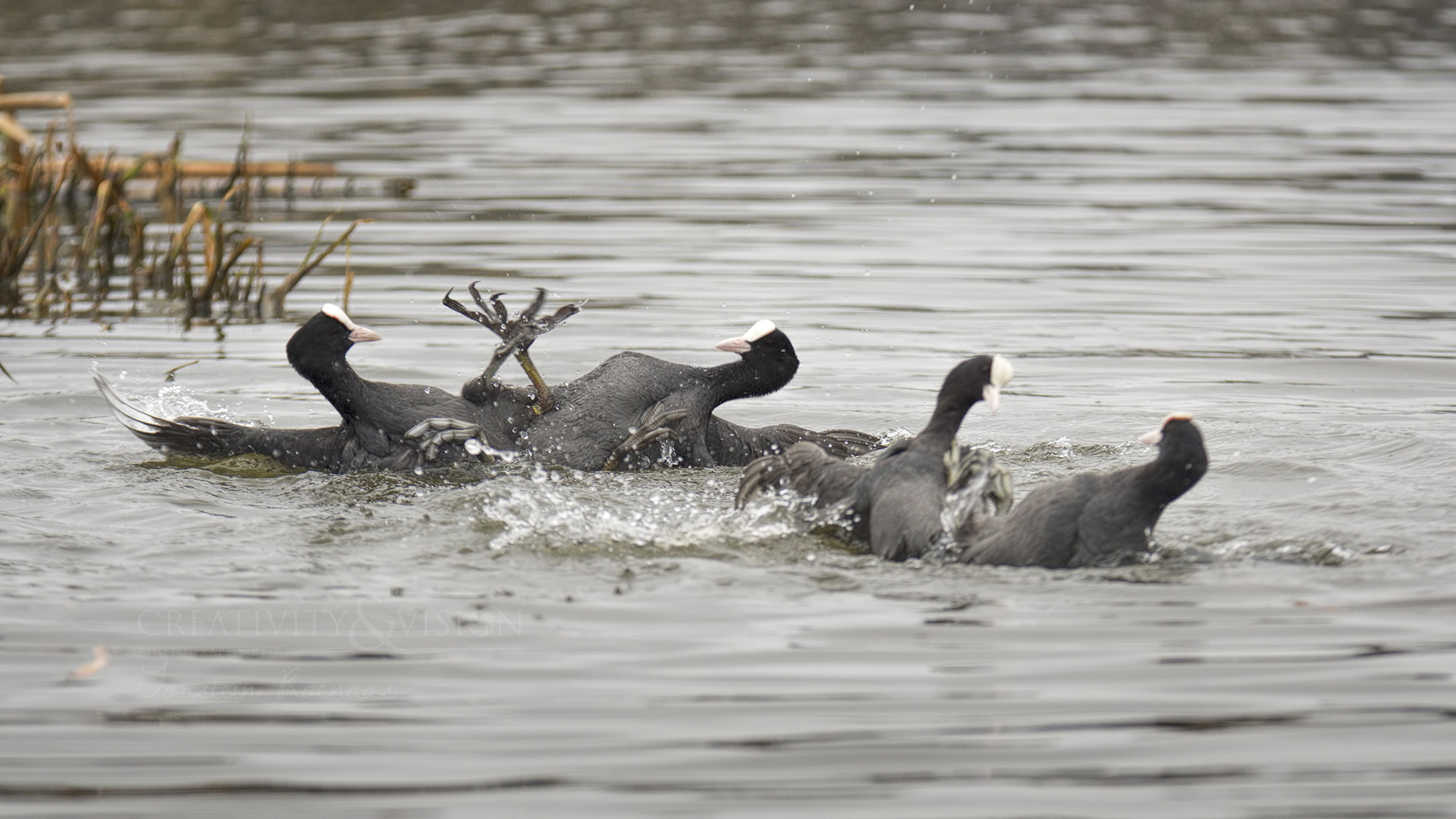 Sigma EX APO 100-300mm F4 IF sample photo. Coots' fight photography