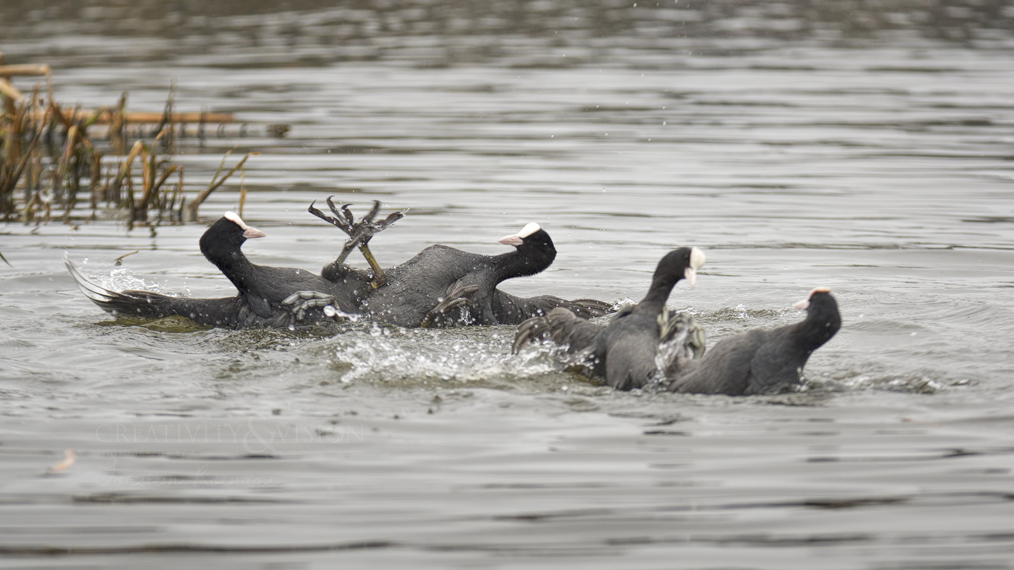 Pentax K-3 + Sigma EX APO 100-300mm F4 IF sample photo. Coots' fight photography