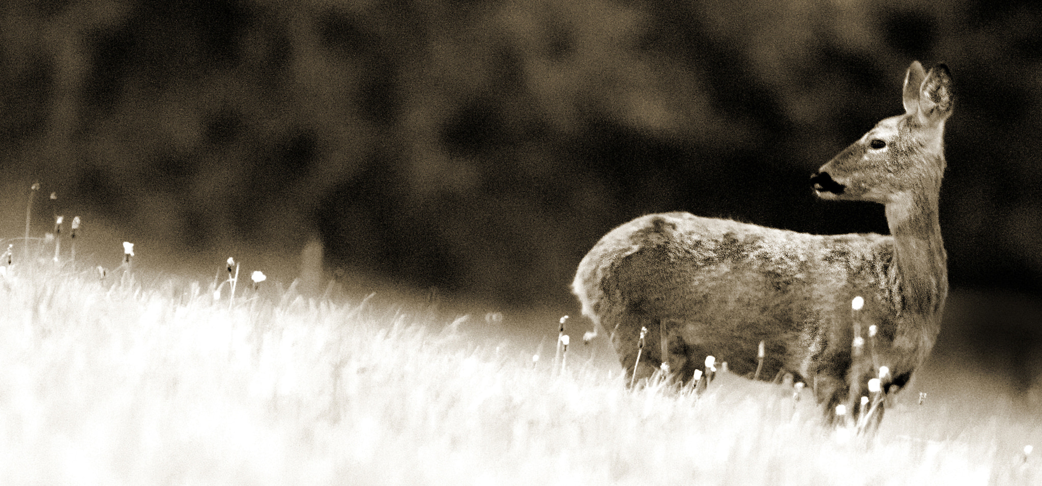 Minolta AF 400mm F4.5 HS-APO G sample photo. Don't look back, cotswolds, gloucestershire photography
