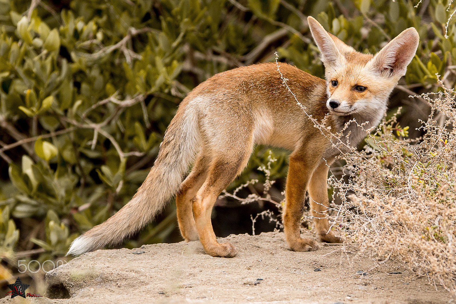 Nikon D5 sample photo. Arabian fox_psn1300.jpg photography