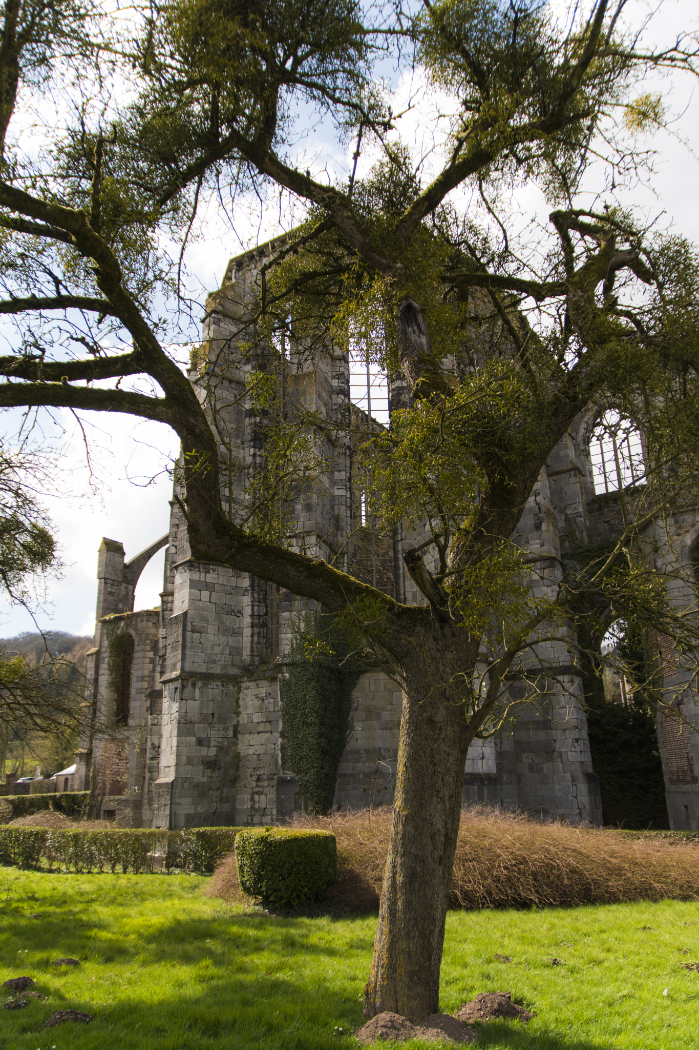 Nikon D5500 + Sigma 17-70mm F2.8-4 DC Macro OS HSM | C sample photo. Abbaye d'aulne panorama arbre photography