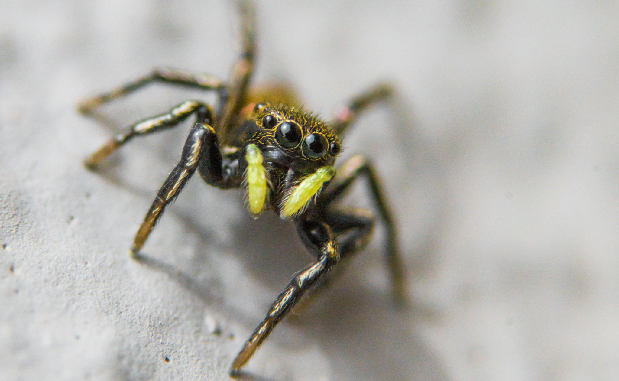 Sony SLT-A58 + 90mm F2.8 Macro SSM sample photo. Jumping spider photography