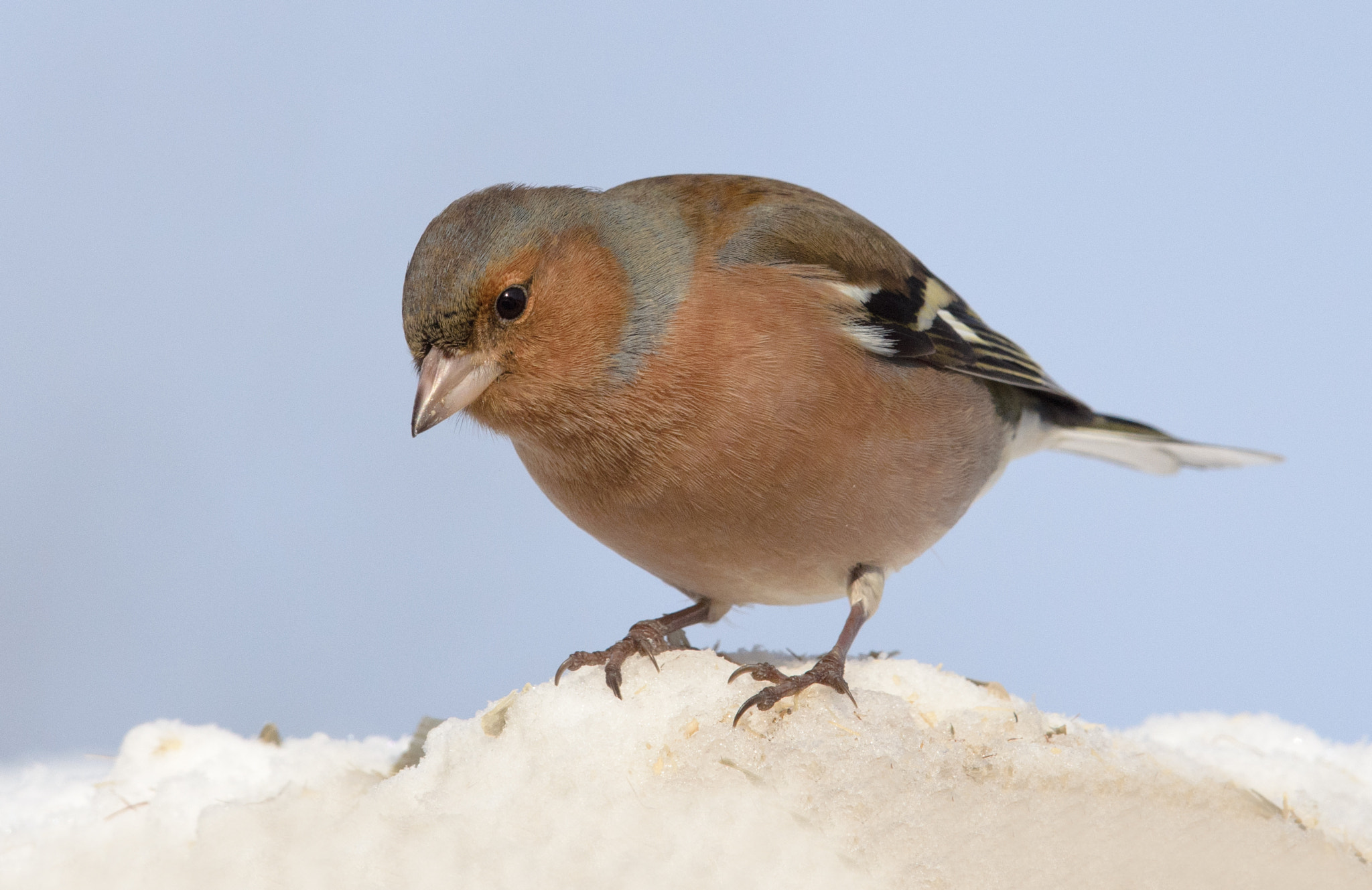 Nikon AF-S Nikkor 400mm F2.8D ED-IF II sample photo. Vink photography