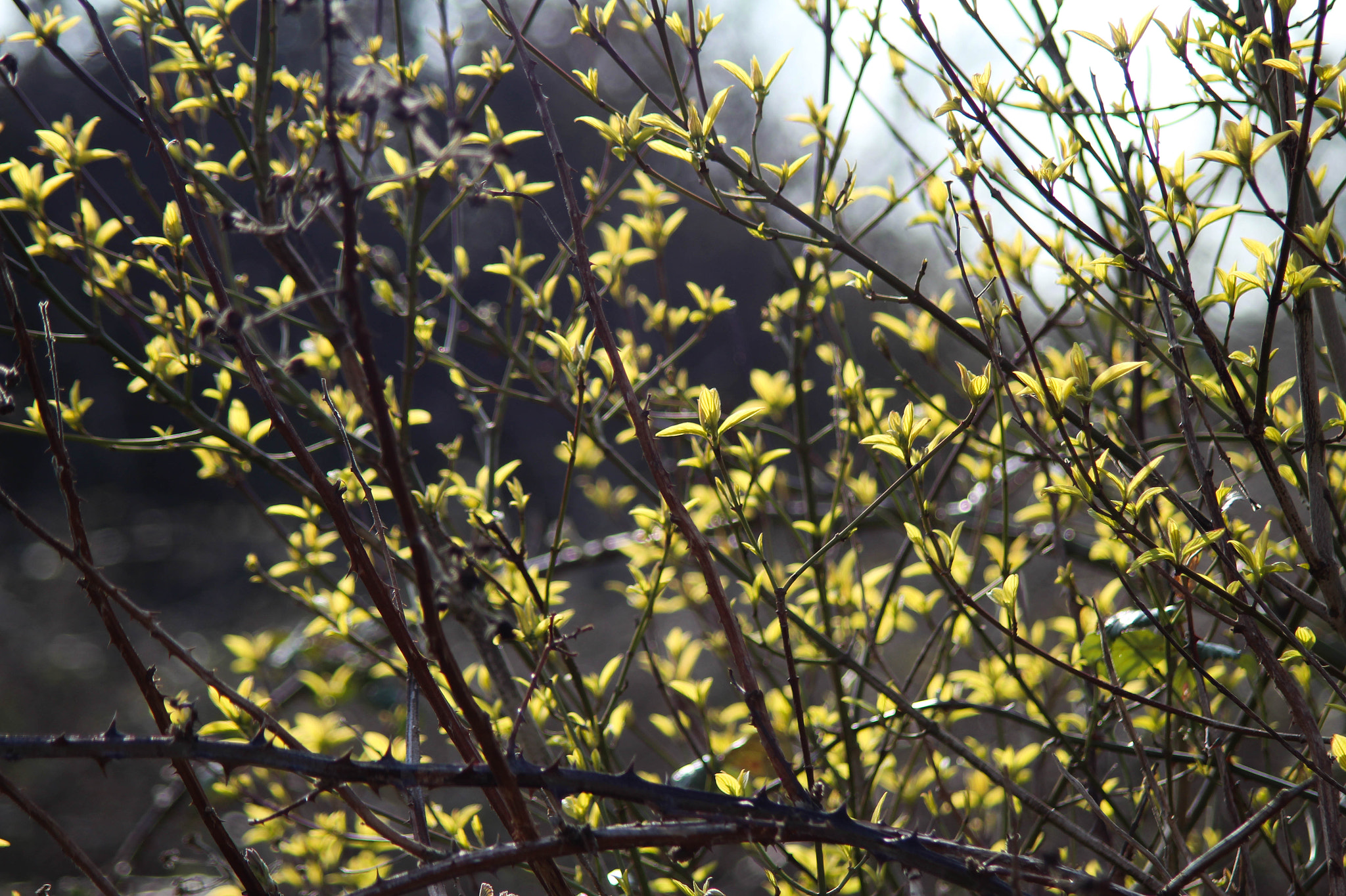 Canon EF 35-135mm f/4-5.6 USM sample photo