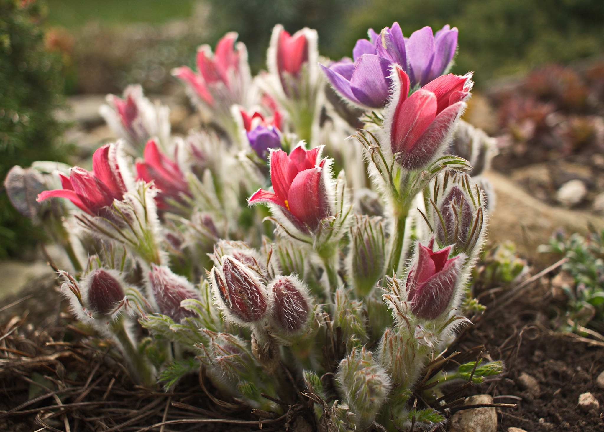 Canon EF-S 24mm F2.8 STM sample photo. Flow606 photography