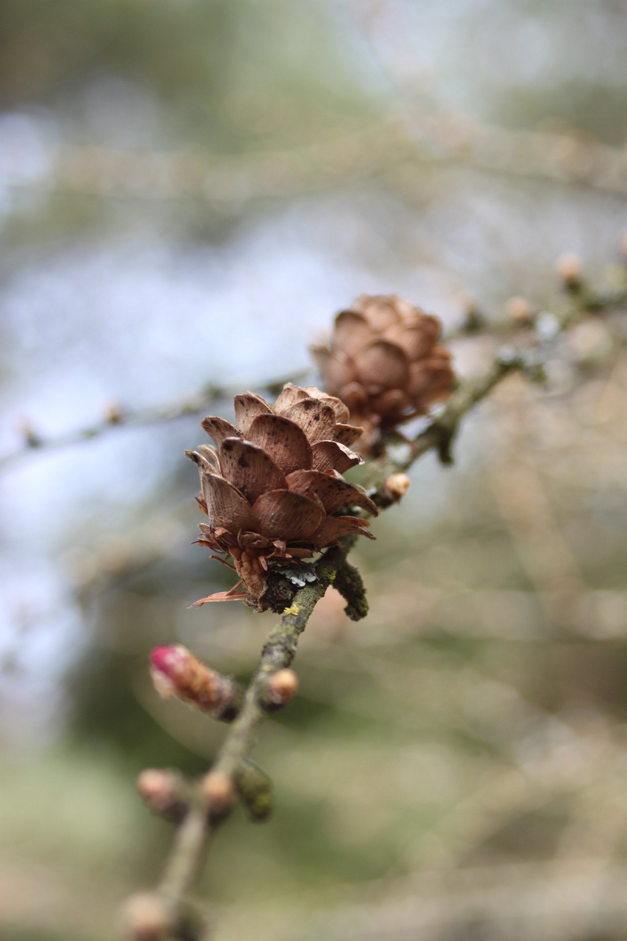 Canon EF 28-90mm f/4-5.6 sample photo. Natural cone photography