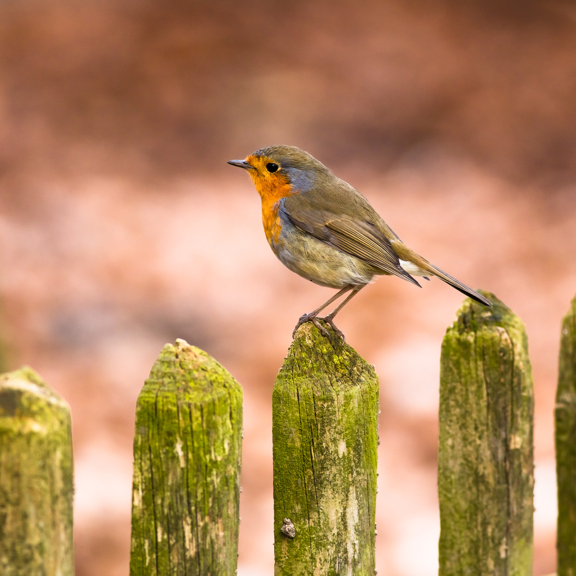 Canon EOS 5DS R + Canon EF 400mm F5.6L USM sample photo. On the fence photography