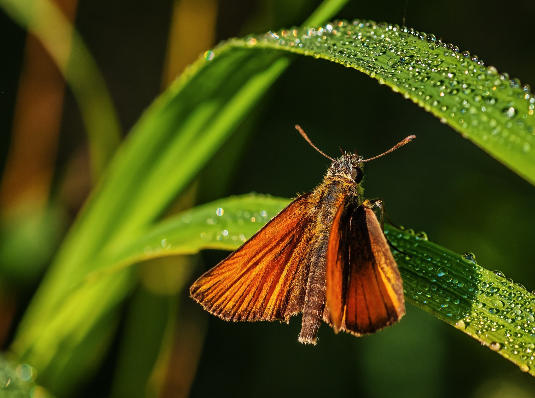 Sony Alpha DSLR-A700 + Tamron SP AF 90mm F2.8 Di Macro sample photo. Beauty on the green photography