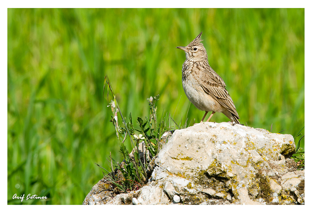 Sigma 120-400mm F4.5-5.6 DG OS HSM sample photo. Tepeli toygar photography