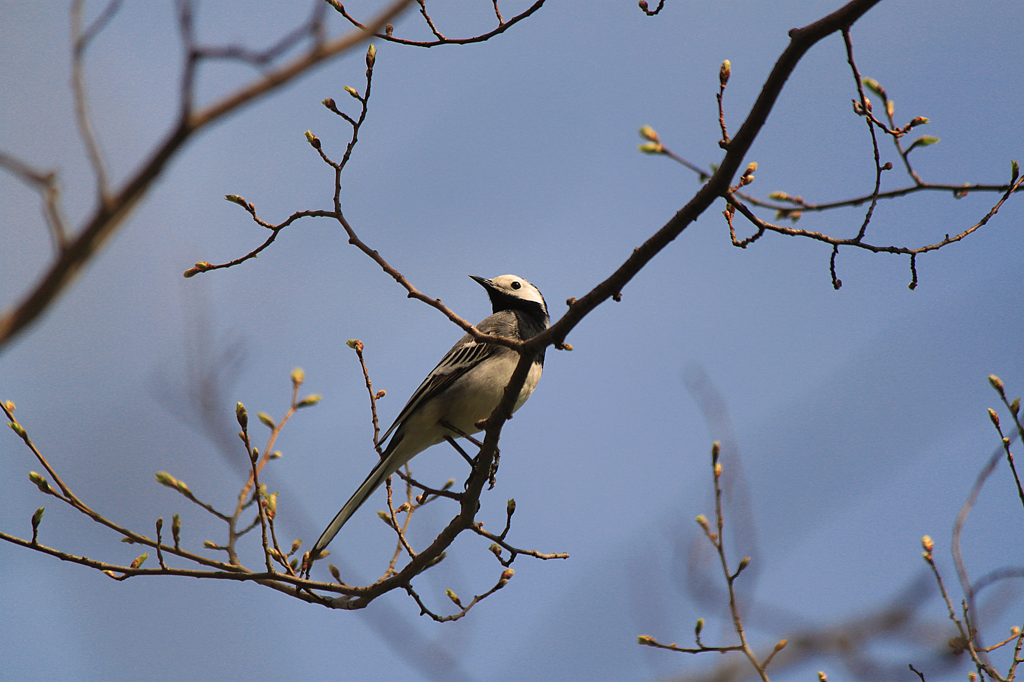 Canon EOS 500D (EOS Rebel T1i / EOS Kiss X3) sample photo. Birdie photography