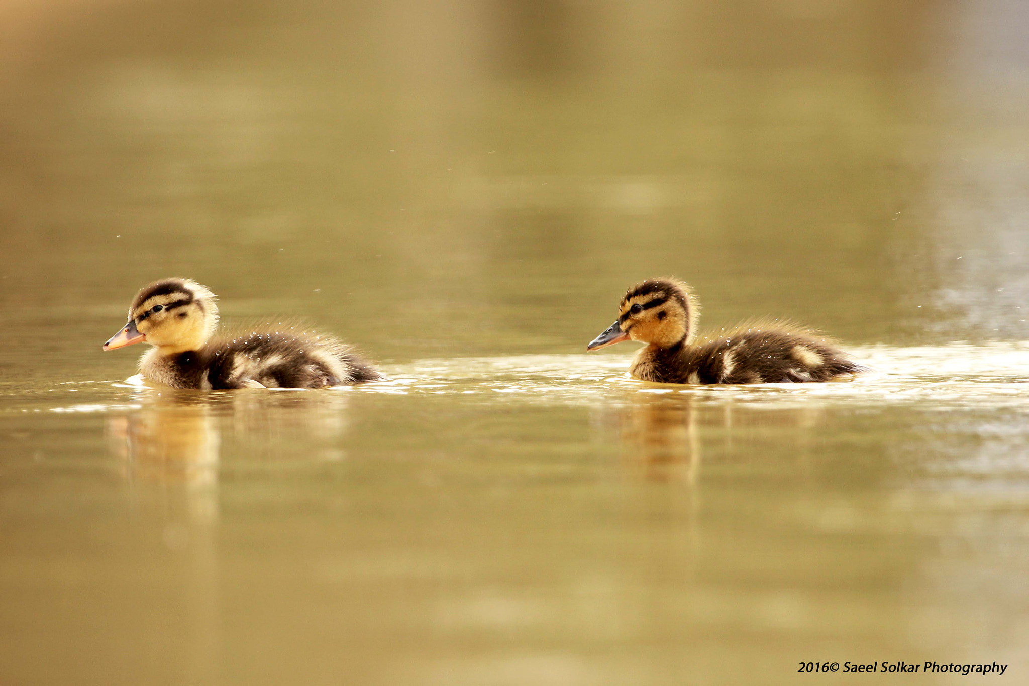 Canon EF 100-400mm F4.5-5.6L IS USM sample photo. Follow me photography