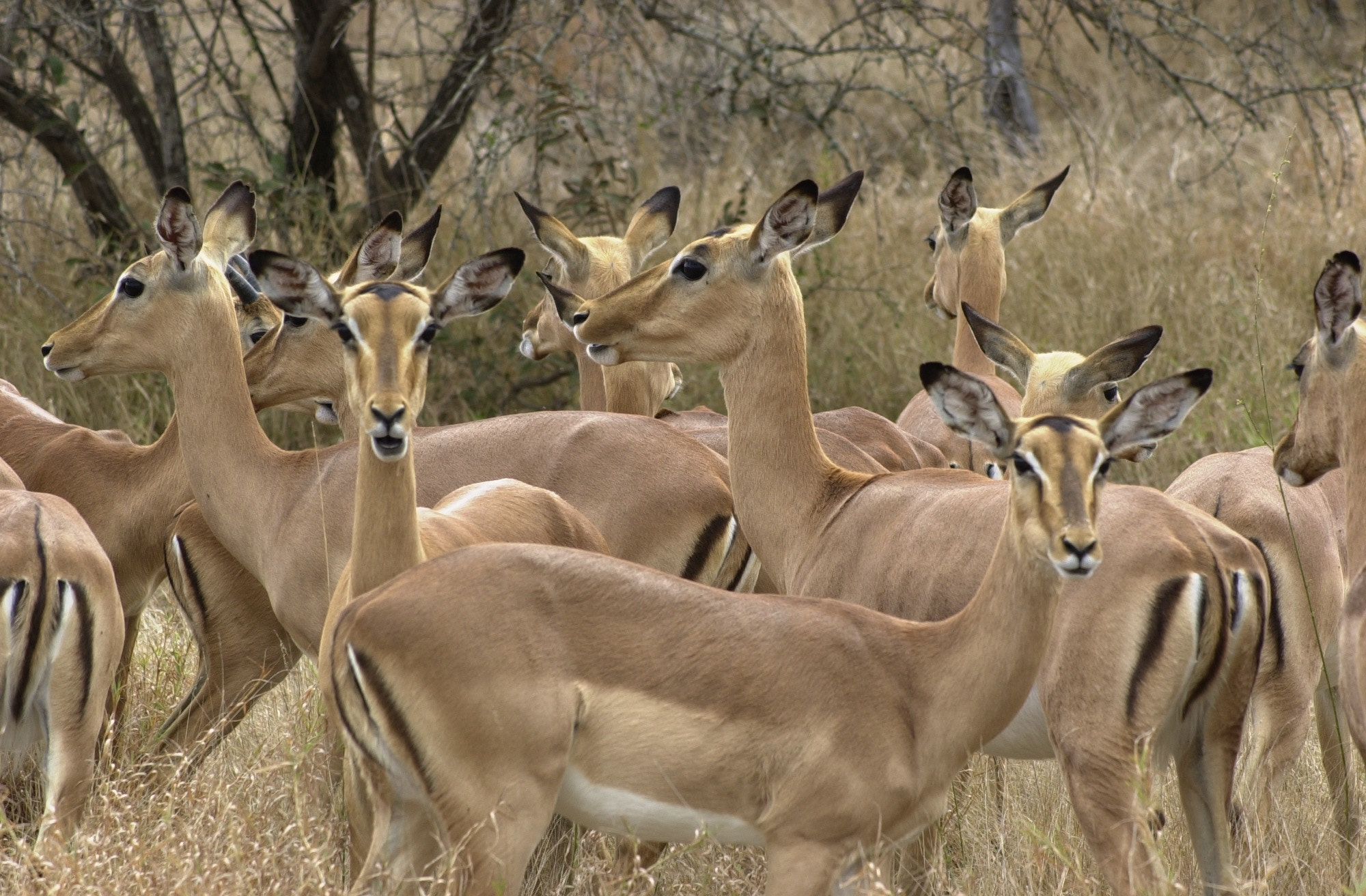 Nikon D1 sample photo. Impala females photography