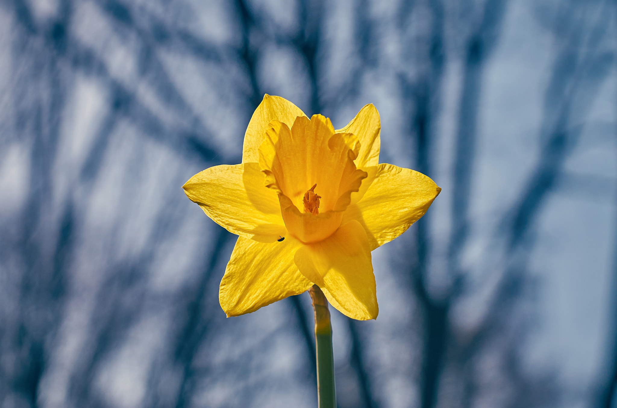 Sony ILCA-77M2 + Minolta AF 50mm F1.4 [New] sample photo. Spring is there! photography