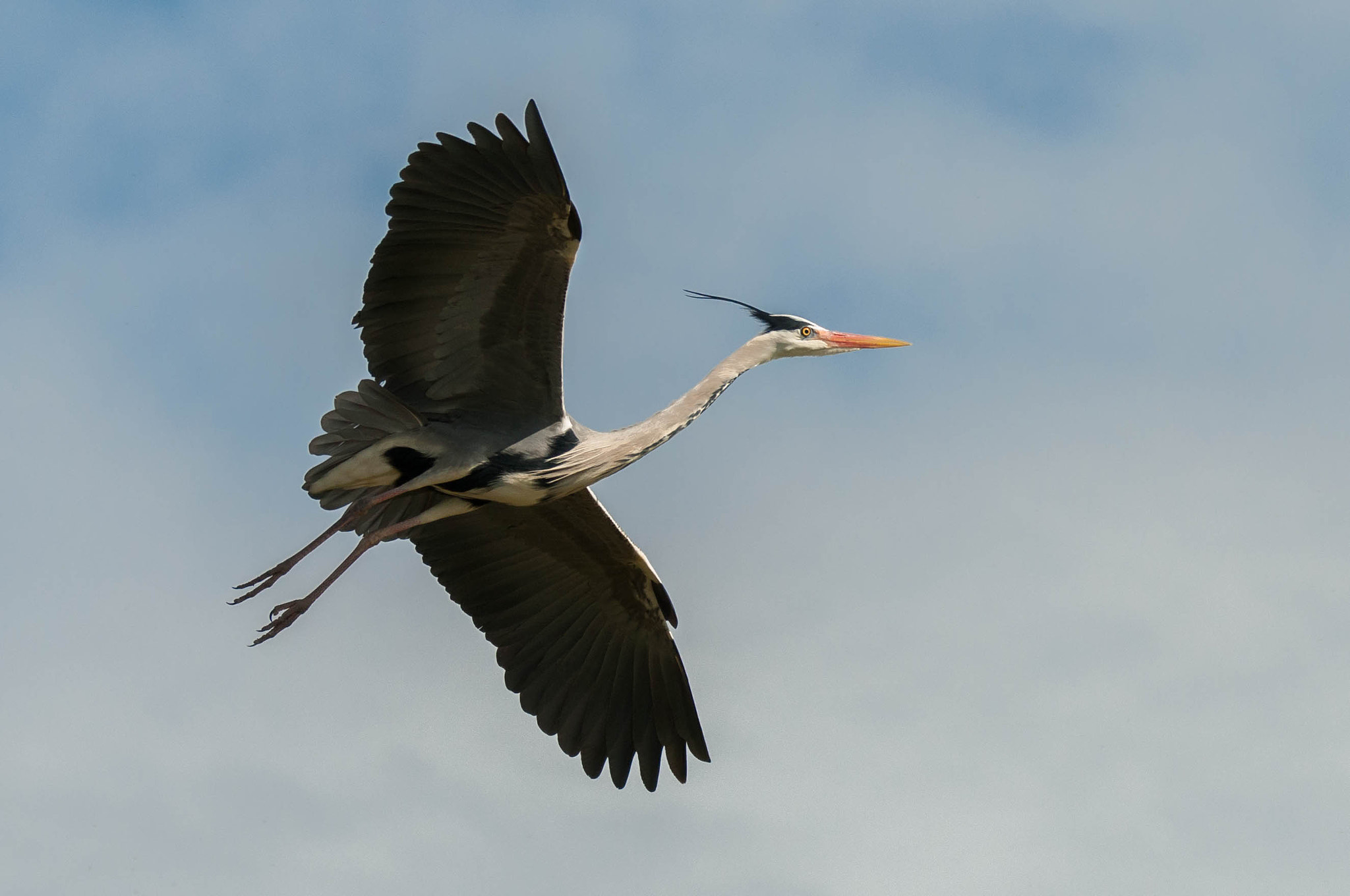 Sigma 150-600mm F5-6.3 DG OS HSM | C sample photo. Reiger photography