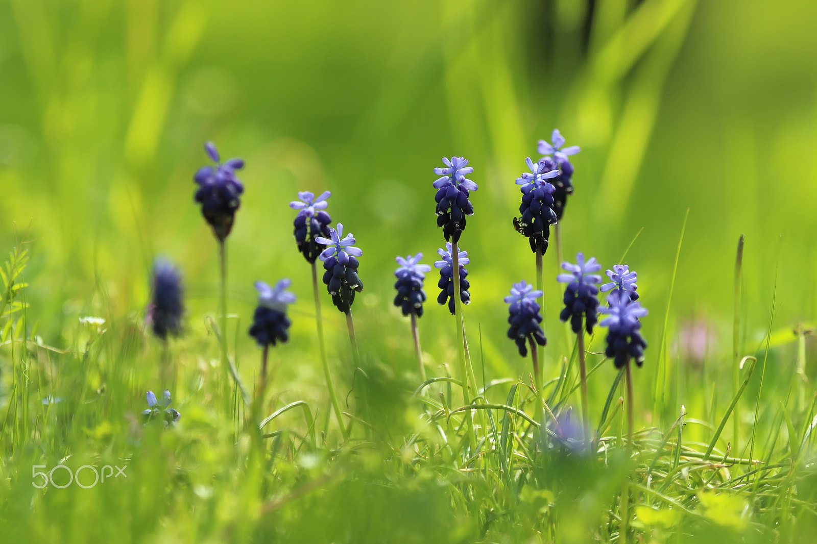 Canon EF 100-400mm F4.5-5.6L IS USM sample photo