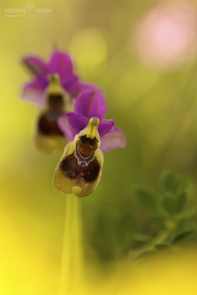 ZEISS Makro-Planar T* 100mm F2 sample photo. Ophrys ficalhoana photography