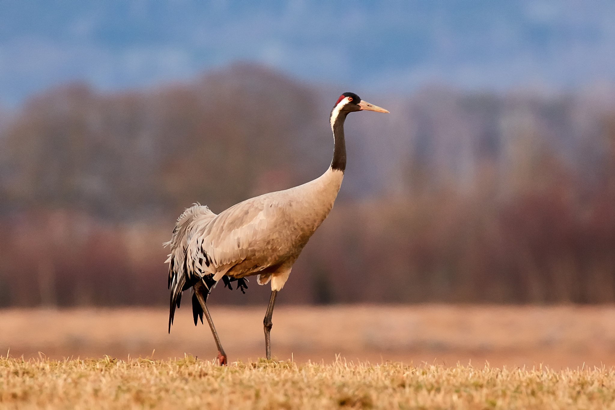 Canon EOS 5DS R + Canon EF 100-400mm F4.5-5.6L IS II USM sample photo. Grus grus photography