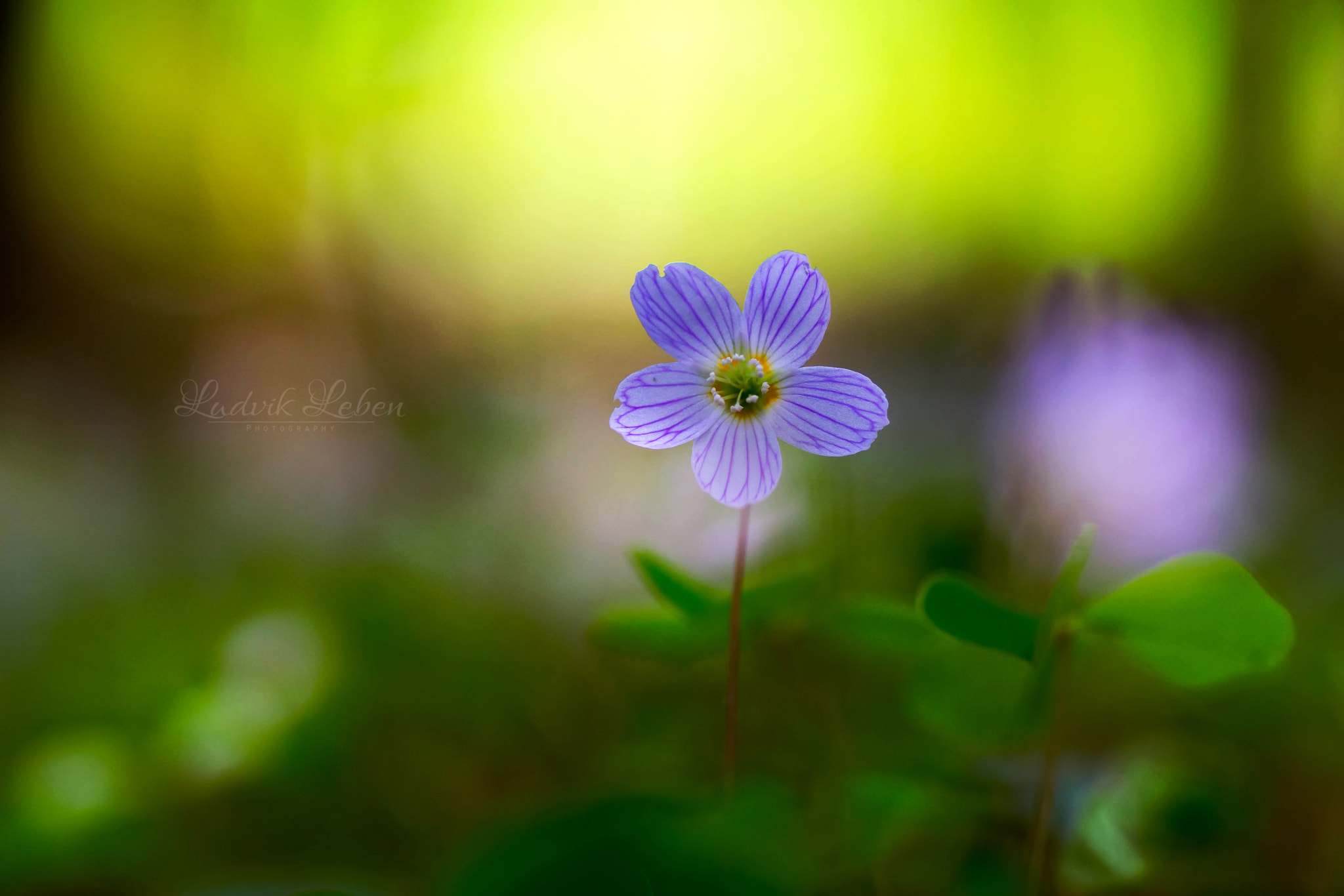 Sony a7 II + Tamron SP AF 90mm F2.8 Di Macro sample photo. Fragile photography