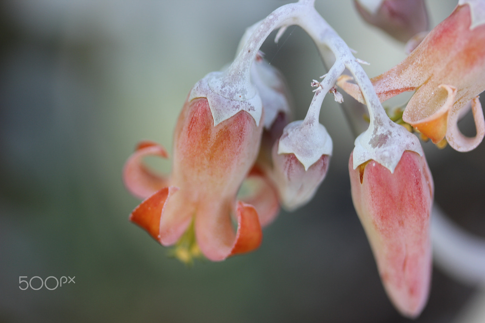 Canon EF-S 60mm F2.8 Macro USM sample photo. Flower photography