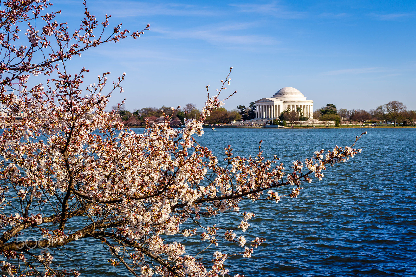 Canon EOS 7D Mark II + Canon EF-S 18-55mm F3.5-5.6 IS STM sample photo. Cherry blossoms and jefferson memorial photography