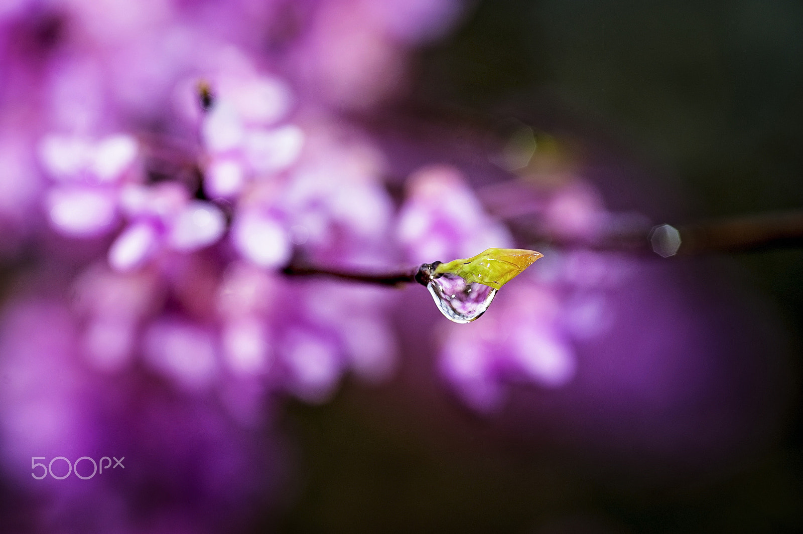 Nikon D700 + Sigma 105mm F2.8 EX DG Macro sample photo. After the rain photography