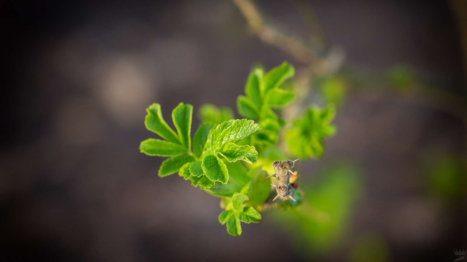 Sigma 105mm F2.8 EX DG OS HSM sample photo. A new beginning photography