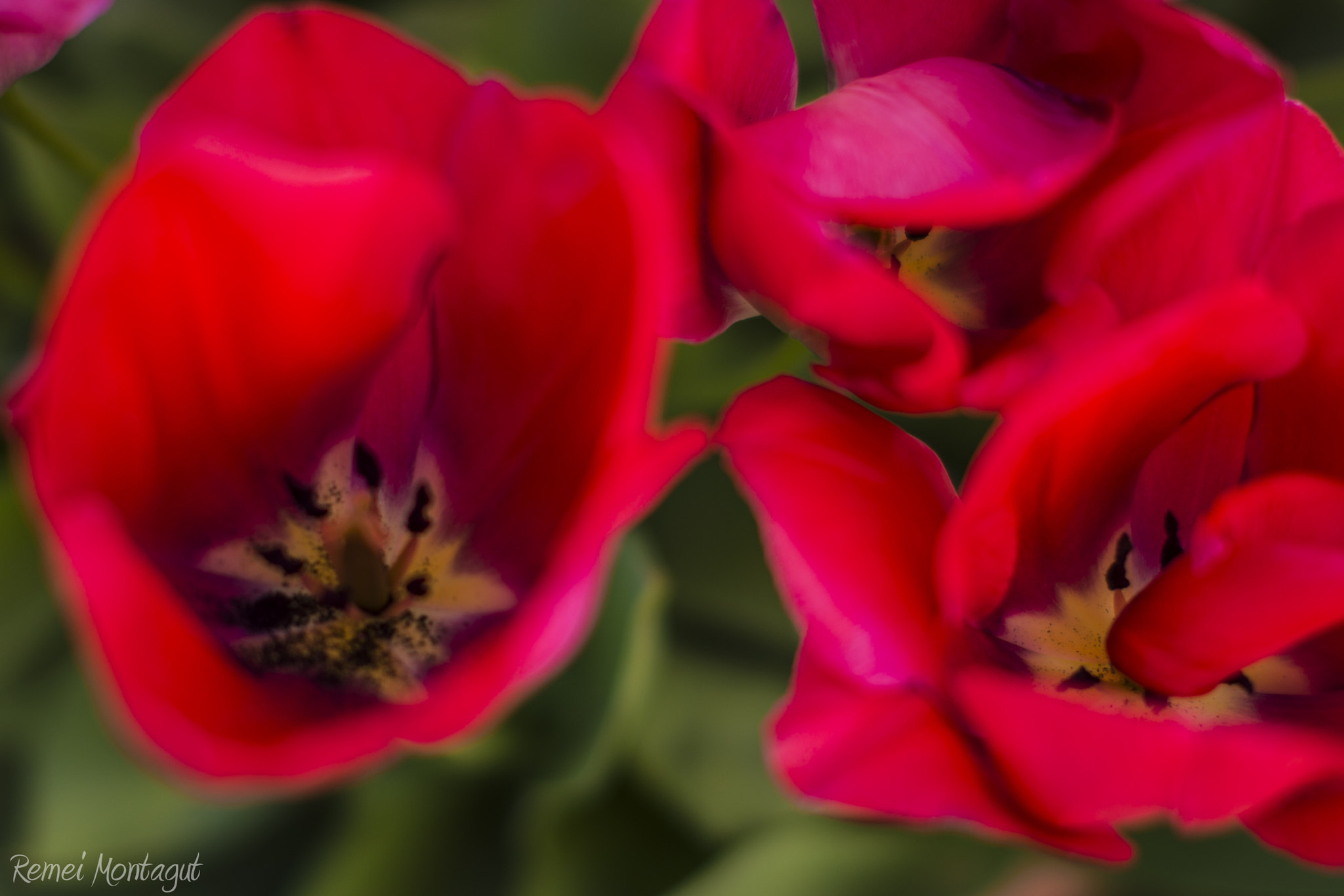 Nikon D7200 + Sigma 50mm F1.4 EX DG HSM sample photo. Tulipa photography