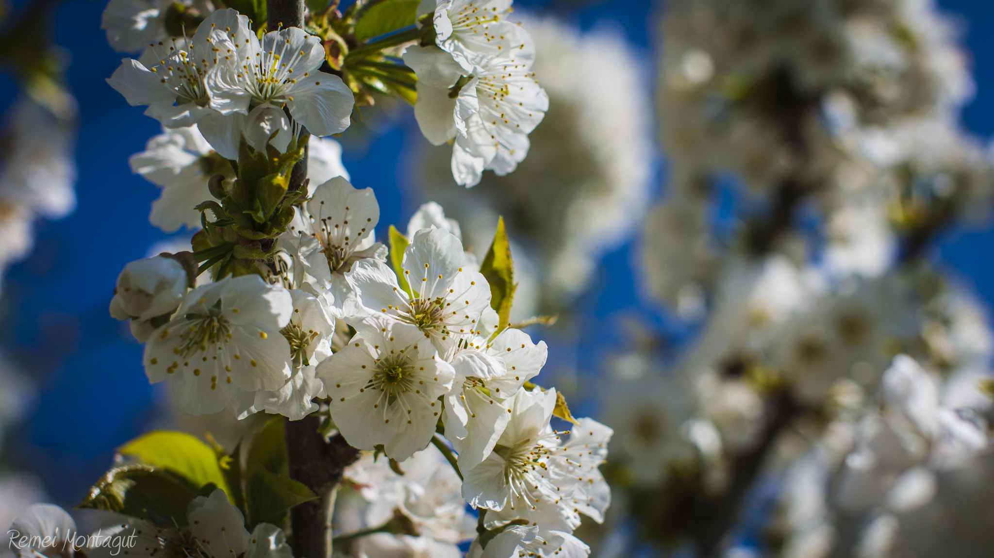 Nikon D7200 + Sigma 50mm F1.4 EX DG HSM sample photo. Flor cerezo photography