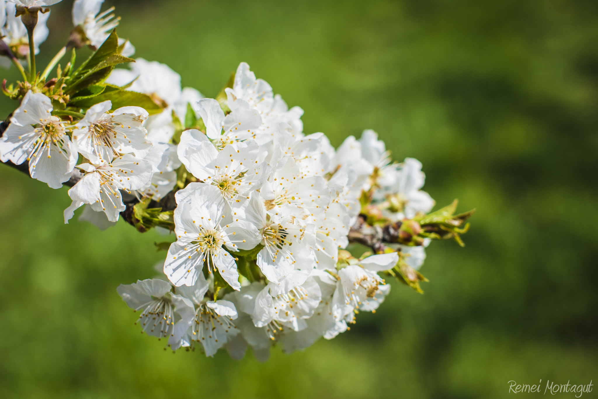 Nikon D7200 + Sigma 50mm F1.4 EX DG HSM sample photo. Flor cerezo photography