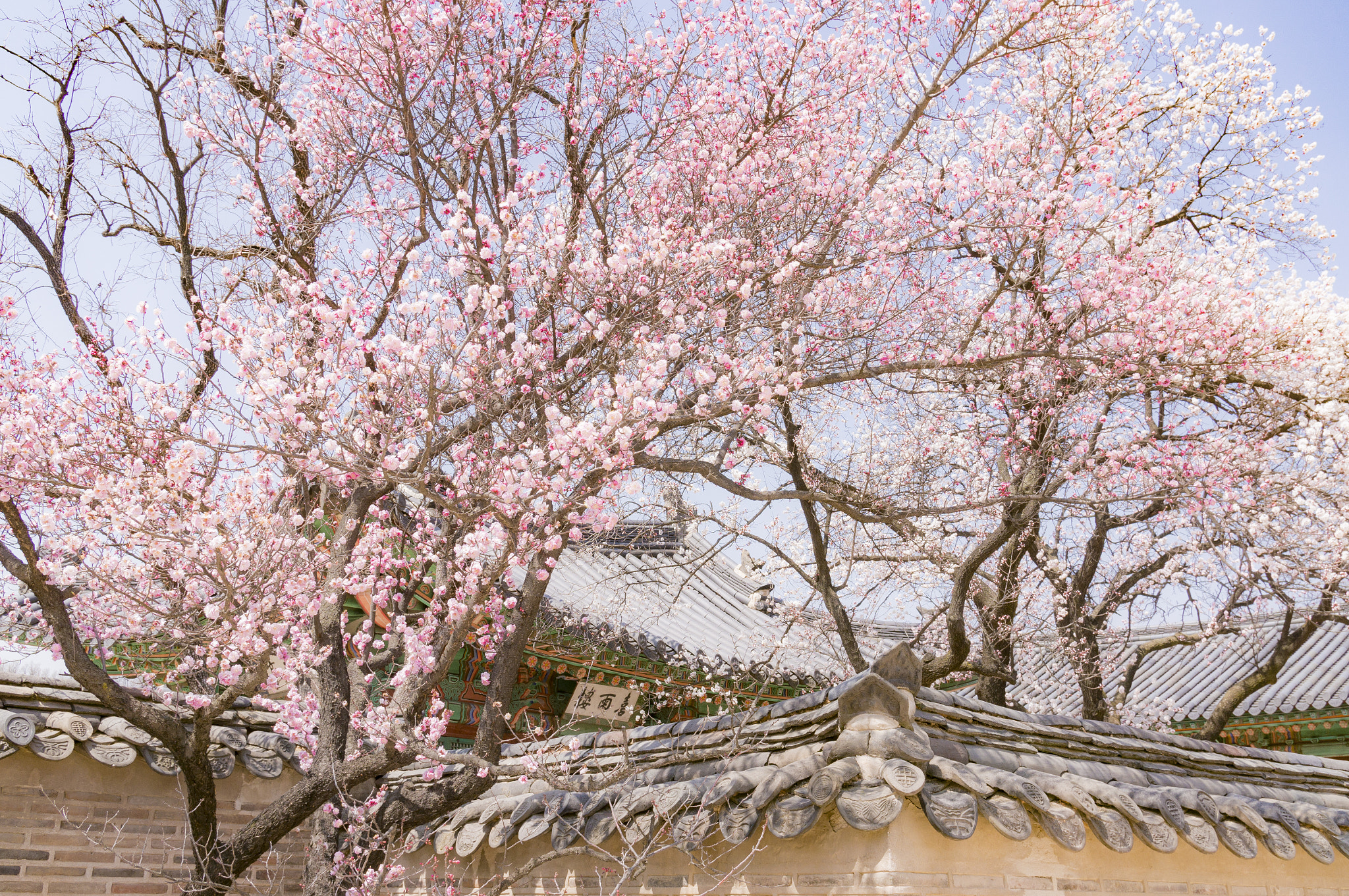 Sony Alpha NEX-5T + Sony Vario-Tessar T* E 16-70mm F4 ZA OSS sample photo. Spring of changdeokgung_2 photography