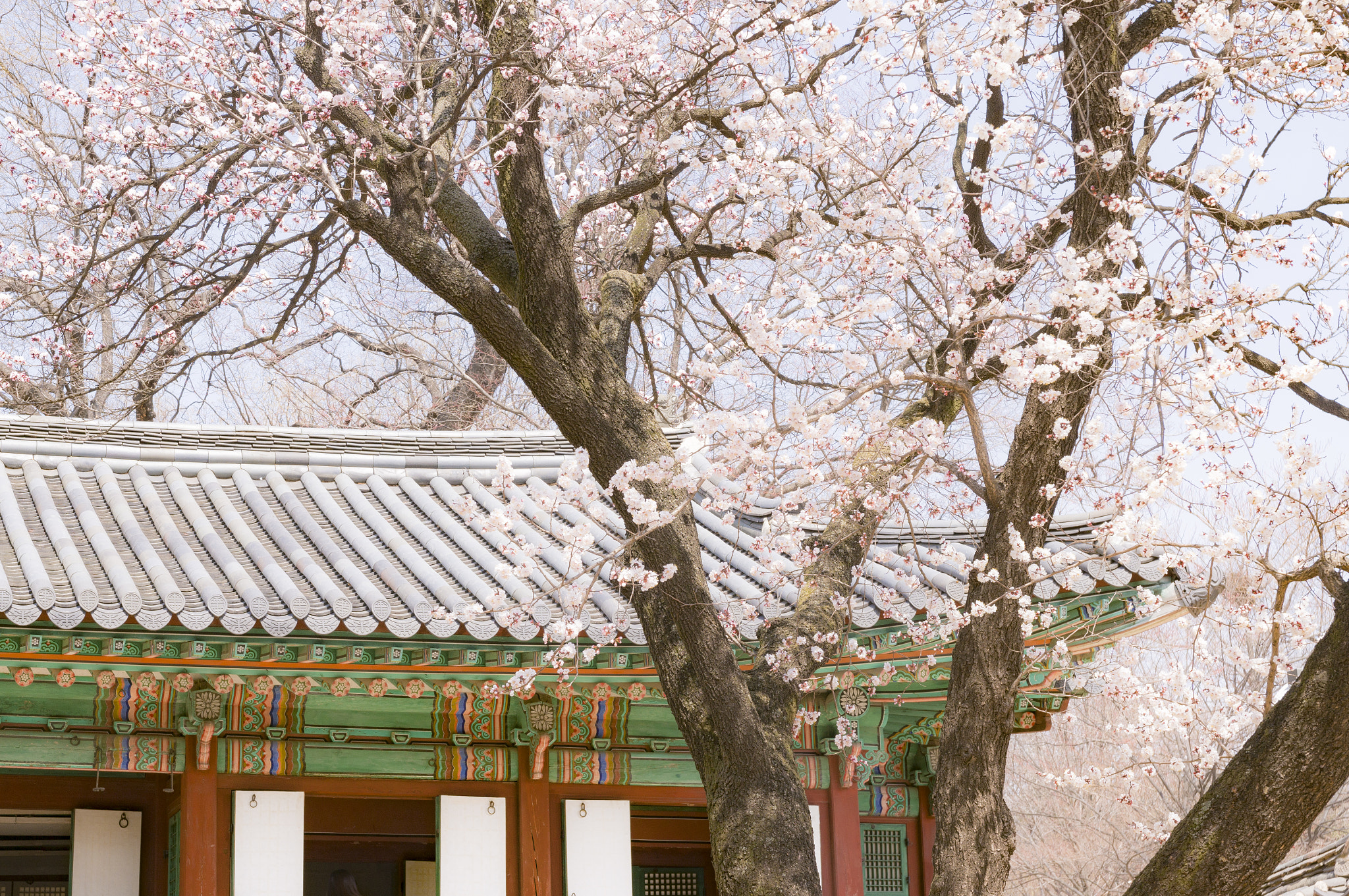 Sony Alpha NEX-5T + Sony Vario-Tessar T* E 16-70mm F4 ZA OSS sample photo. Spring of changdeokgung_1 photography