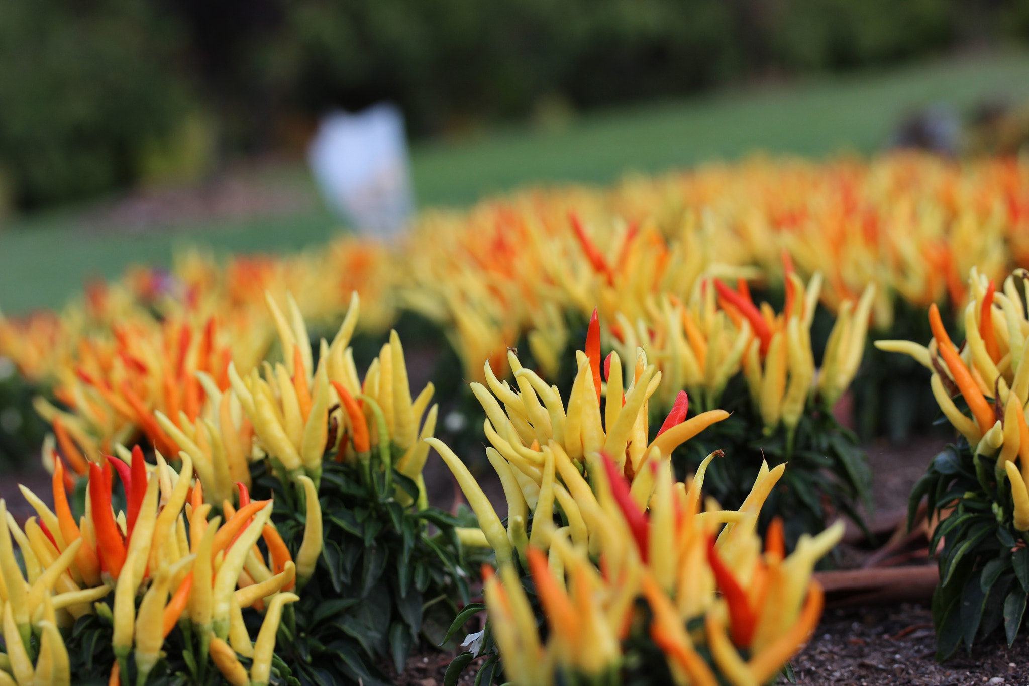 Canon EF-S 60mm F2.8 Macro USM sample photo
