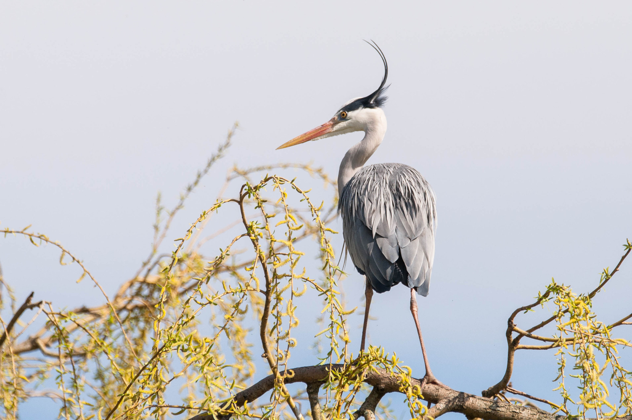 Sigma 150-600mm F5-6.3 DG OS HSM | C sample photo. Reiger photography