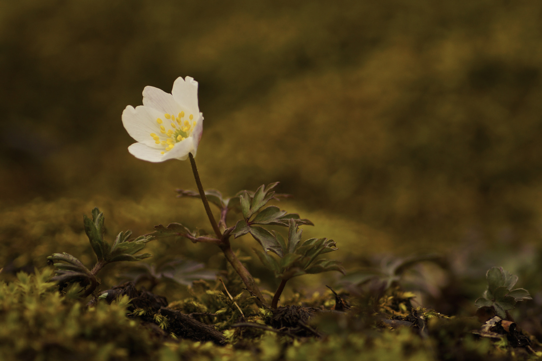 Sony SLT-A77 + Sony DT 55-200mm F4-5.6 SAM sample photo. Anemone nemorosa photography