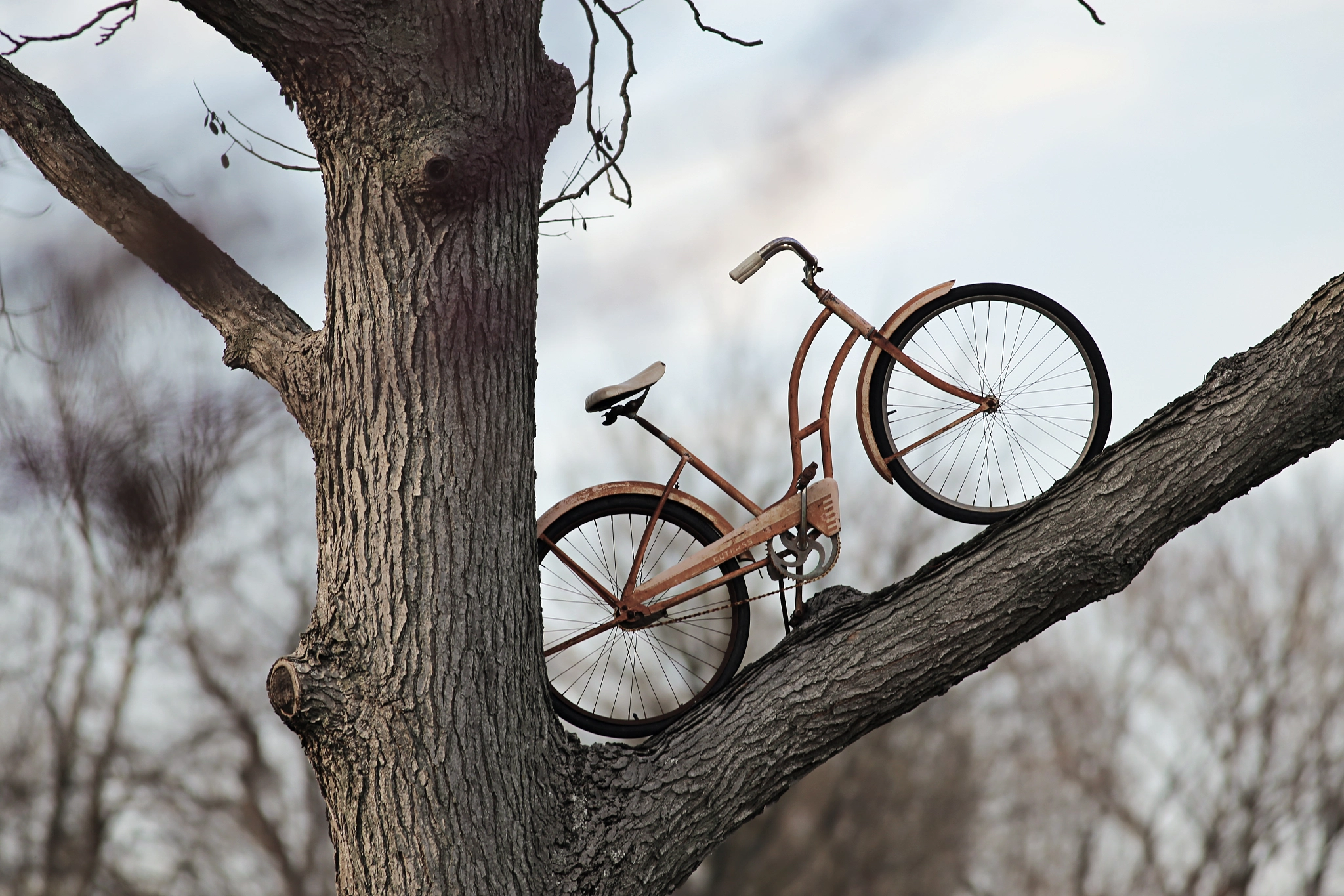 Canon EOS 6D + Canon EF 400mm F5.6L USM sample photo. Bike in tree photography