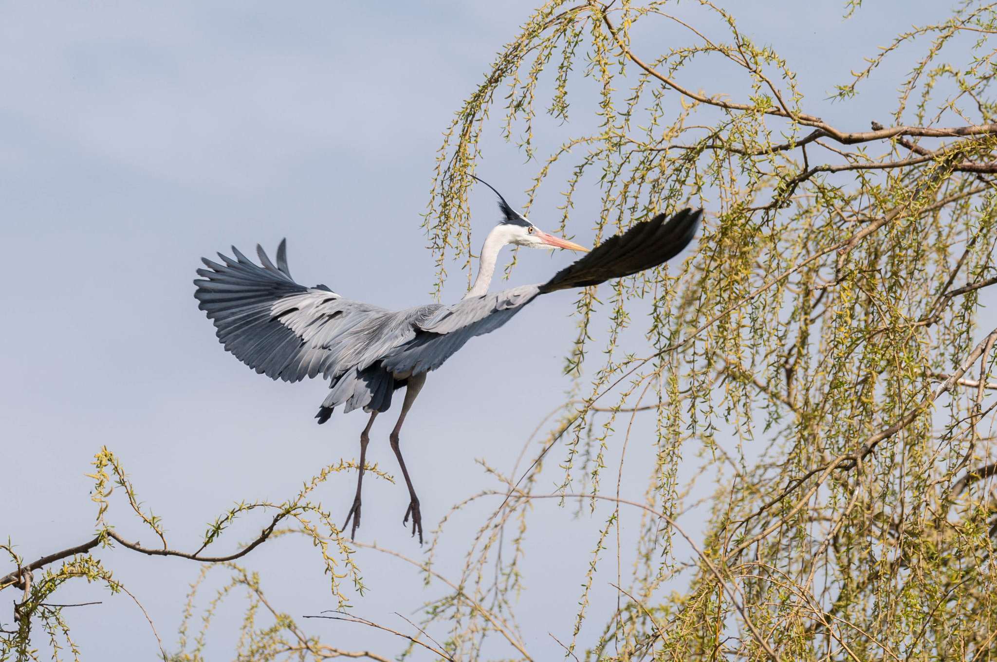Sigma 150-600mm F5-6.3 DG OS HSM | C sample photo. Reiger photography