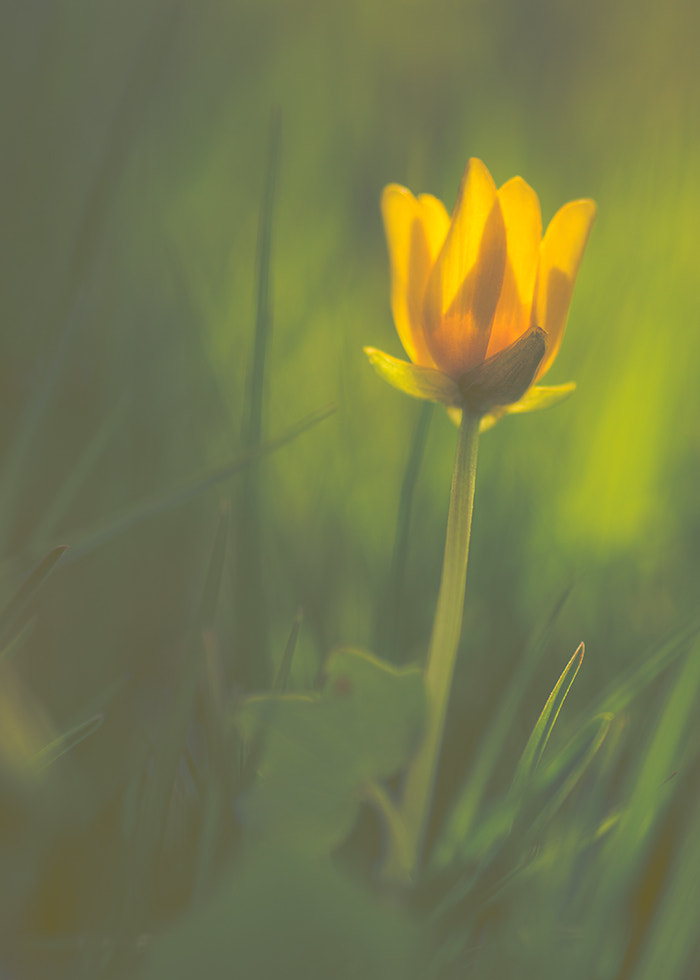 Sony SLT-A77 + Minolta AF 100mm F2.8 Macro [New] sample photo. A hidden flower in the grass photography