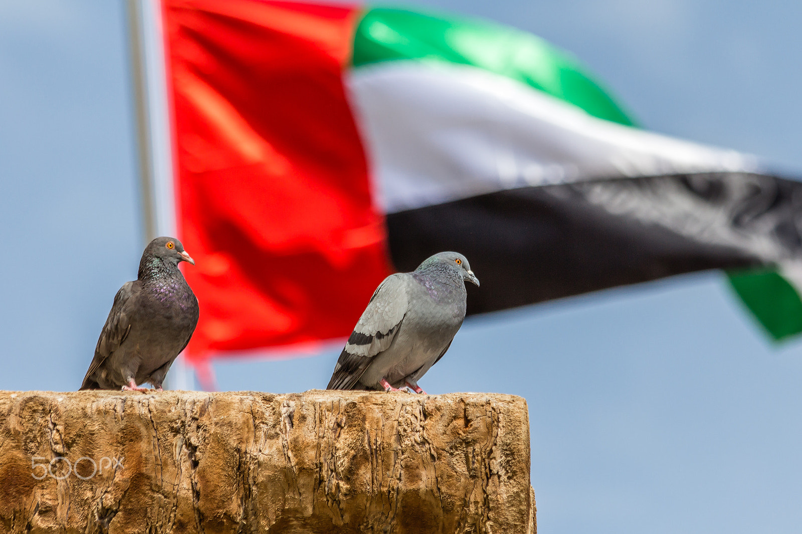 Canon EOS 650D (EOS Rebel T4i / EOS Kiss X6i) sample photo. Patriotic pigeons photography